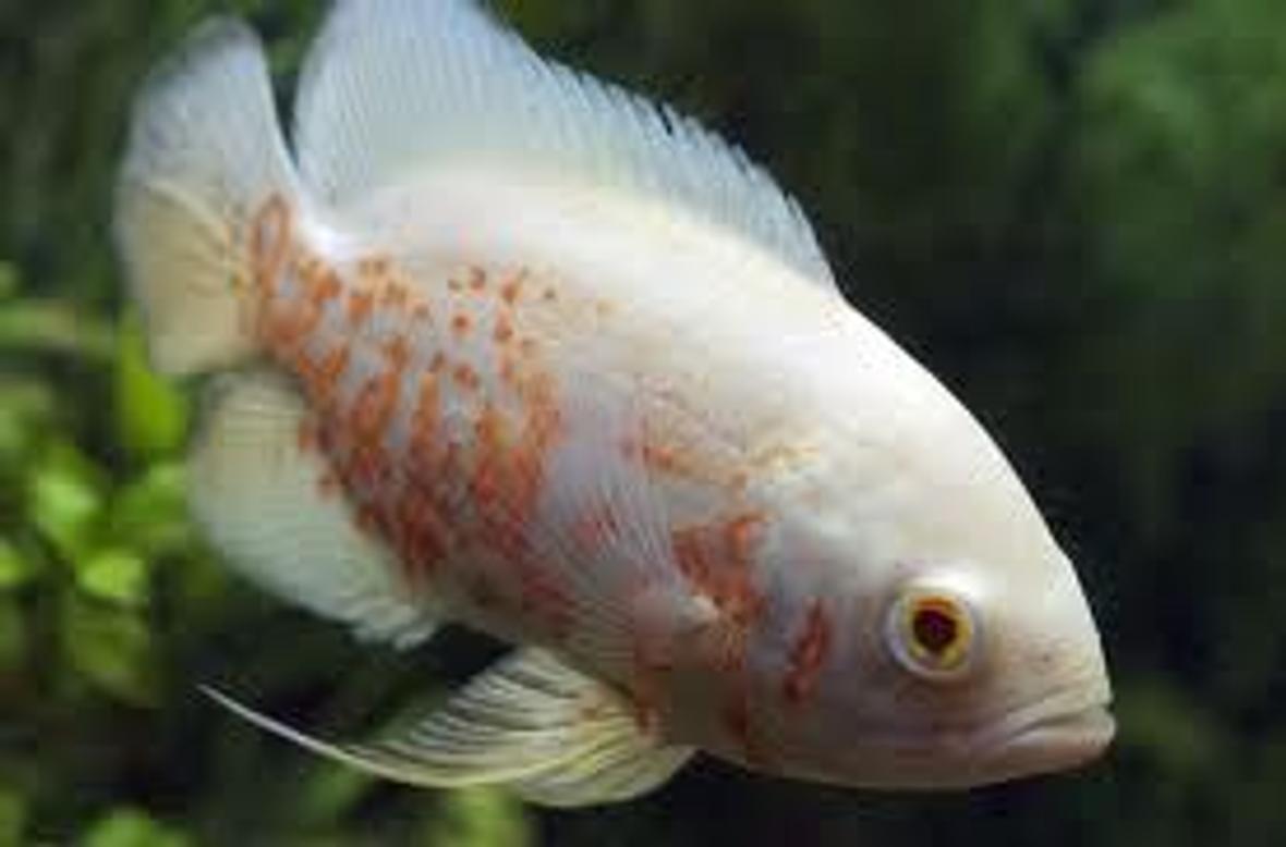 freshwater fish - astronotus ocellatus - albino oscar stocking in 66 gallons tank - Albino Oscar