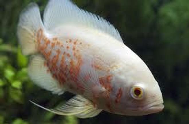 freshwater fish - astronotus ocellatus - albino oscar stocking in 66 gallons tank - Albino Oscar