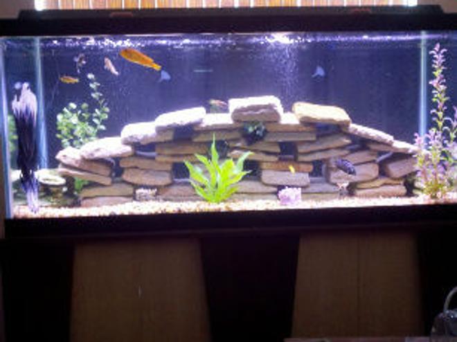 75 gallons freshwater fish tank (mostly fish and non-living decorations) - As of 4/16/11