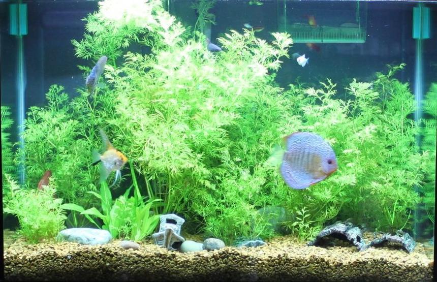 Rated #78: 65 Gallons Planted Tank - Main Pic.  Please vote and let me know what you think and recommendations.