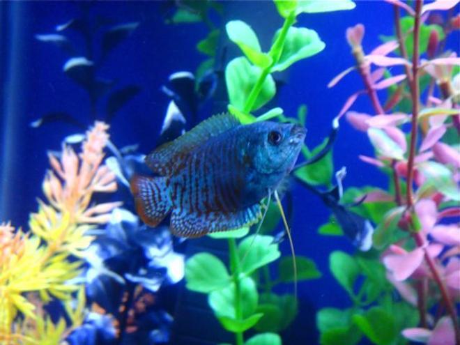 freshwater fish - colisa lalia - dwarf gourami stocking in 55 gallons tank - Dwarf Gourami