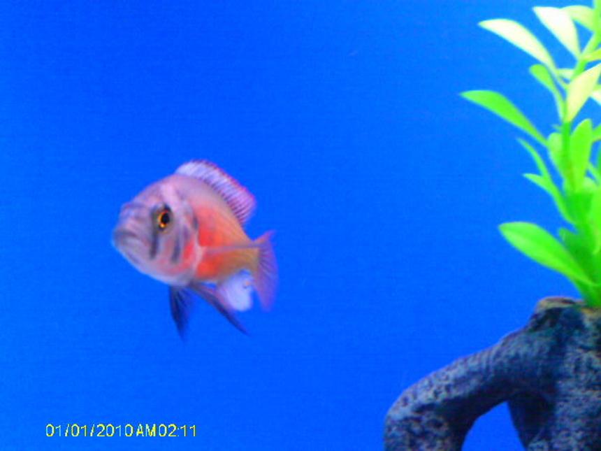 Rated #75: Freshwater Fish - Haplochromis Sp. - Kyoga Flameback Stocking In 55 Gallons Tank - Kyoga Flameback