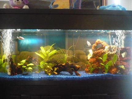 55 gallons planted tank (mostly live plants and fish) - 55 gallon, aqueon 55 fitration,Nova etreme t5,
Fish; pleco, 3 opaline gourami, 2 clown louch, and pictus catfish and live plants,dont know what are they ( I forgot)