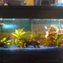 55 gallons planted tank (mostly live plants and fish) - 55 gallon, aqueon 55 fitration,Nova etreme t5, Fish; pleco, 3 opaline gourami, 2 clown louch, and pictus catfish and live plants,dont know what are they ( I forgot)