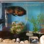 freshwater fish tank (mostly fish and non-living decorations) - My Oscar tank with new gravel.