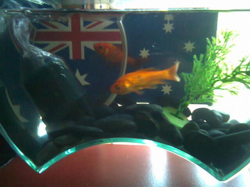 Rated #109: Freshwater Fish - Carassius Auratus - Sarasa Comet - My Aussie Pride Tank with Comets and some kinda Barb...