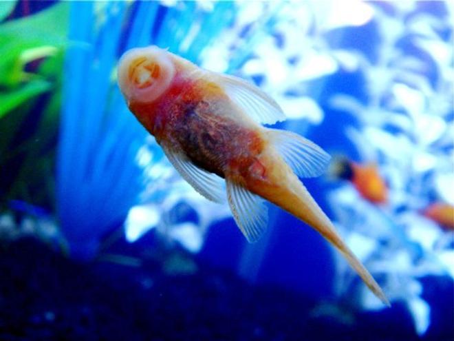 freshwater fish - ancistrus sp. - bushy nose pleco stocking in 55 gallons tank