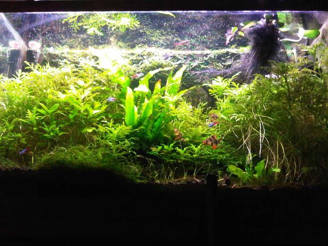 29 gallons planted tank (mostly live plants and fish) - my tank