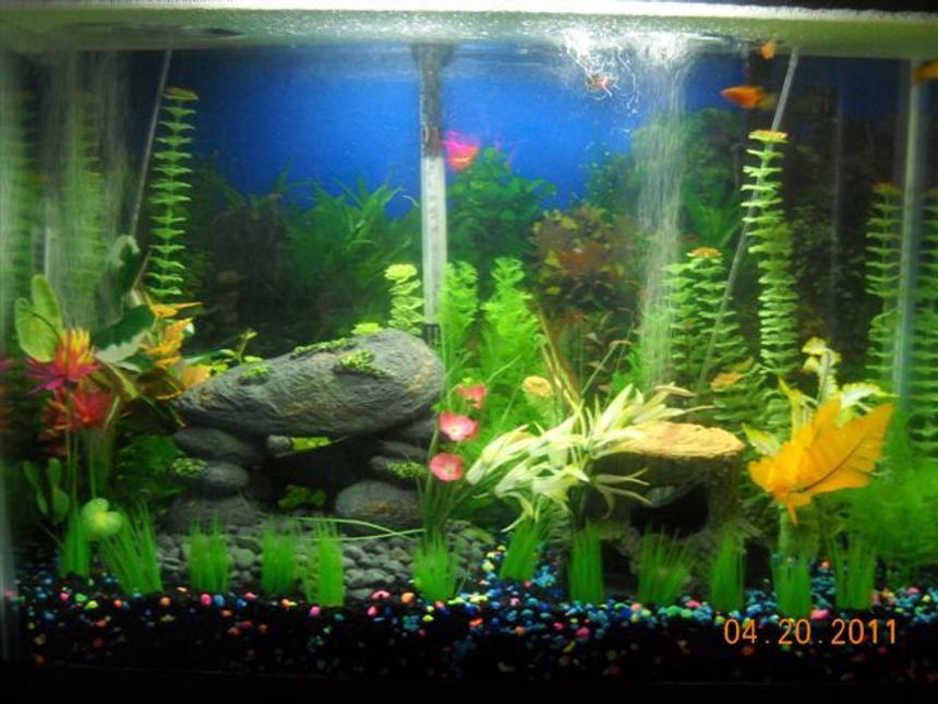 Rated #256: 37 Gallons Freshwater Fish Tank - 37 GALLON MARINELAND
LED LIGHTS
200W HEATER
WHISPER 40 PUMP
PENGUIN 200 FILTER