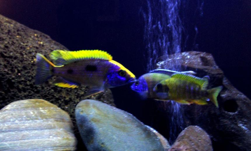 Rated #46: Freshwater Fish - Otopharynx Lithobates - Sulphur Crested Lithobate Stocking In 65 Gallons Tank - Moe