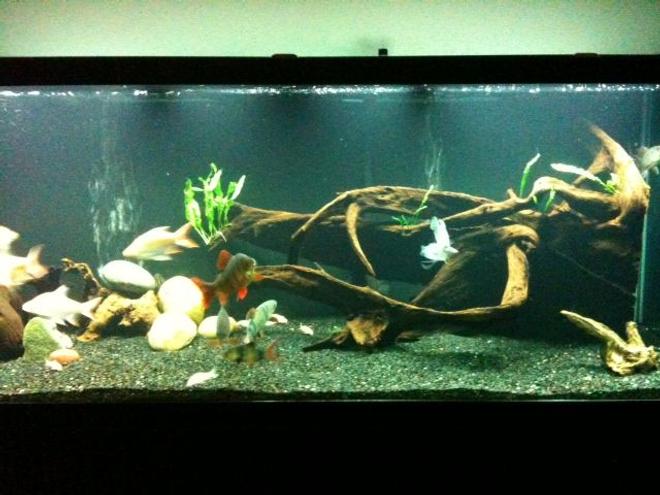 210 gallons freshwater fish tank (mostly fish and non-living decorations) - My 210