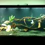 210 gallons freshwater fish tank (mostly fish and non-living decorations) - My 210