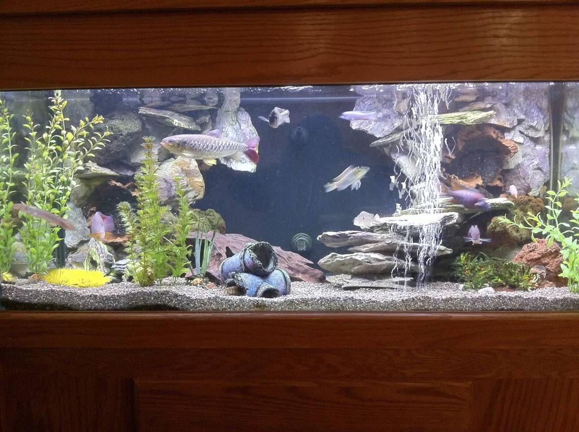 75 gallons freshwater fish tank (mostly fish and non-living decorations) - 1 of my 75 gallon tanks