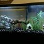 55 gallons freshwater fish tank (mostly fish and non-living decorations) - The tank set up at that time