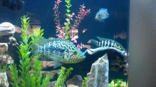 125 gallons freshwater fish tank (mostly fish and non-living decorations) - full grown jaguar cichlid 14inch