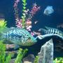 fish tank picture - full grown jaguar cichlid 14inch