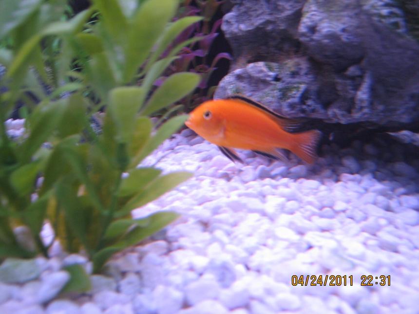 Rated #398: Freshwater Fish - Labidochromis Caeruleus - Electric Yellow Cichlid Stocking In 125 Gallons Tank - Lab just chillin.