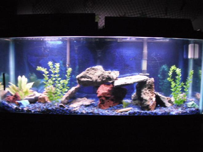 55 gallons freshwater fish tank (mostly fish and non-living decorations) - 55 gallon, 2 oscars (babys)