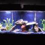 55 gallons freshwater fish tank (mostly fish and non-living decorations) - 55 gallon, 2 oscars (babys)