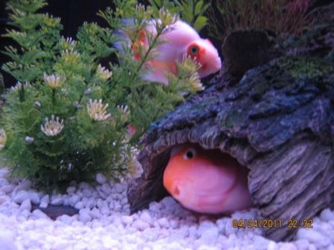 freshwater fish - heros severus x amphilophus citrinellum - blood parrot stocking in 125 gallons tank - Hide and Seek