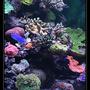 554 gallons reef tank (mostly live coral and fish) - quelques coraux