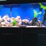 55 gallons freshwater fish tank (mostly fish and non-living decorations) - 55 gallon cichlid tank