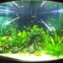 55 gallons planted tank (mostly live plants and fish) - Jebo Corner Tank 200l +-45 fish
