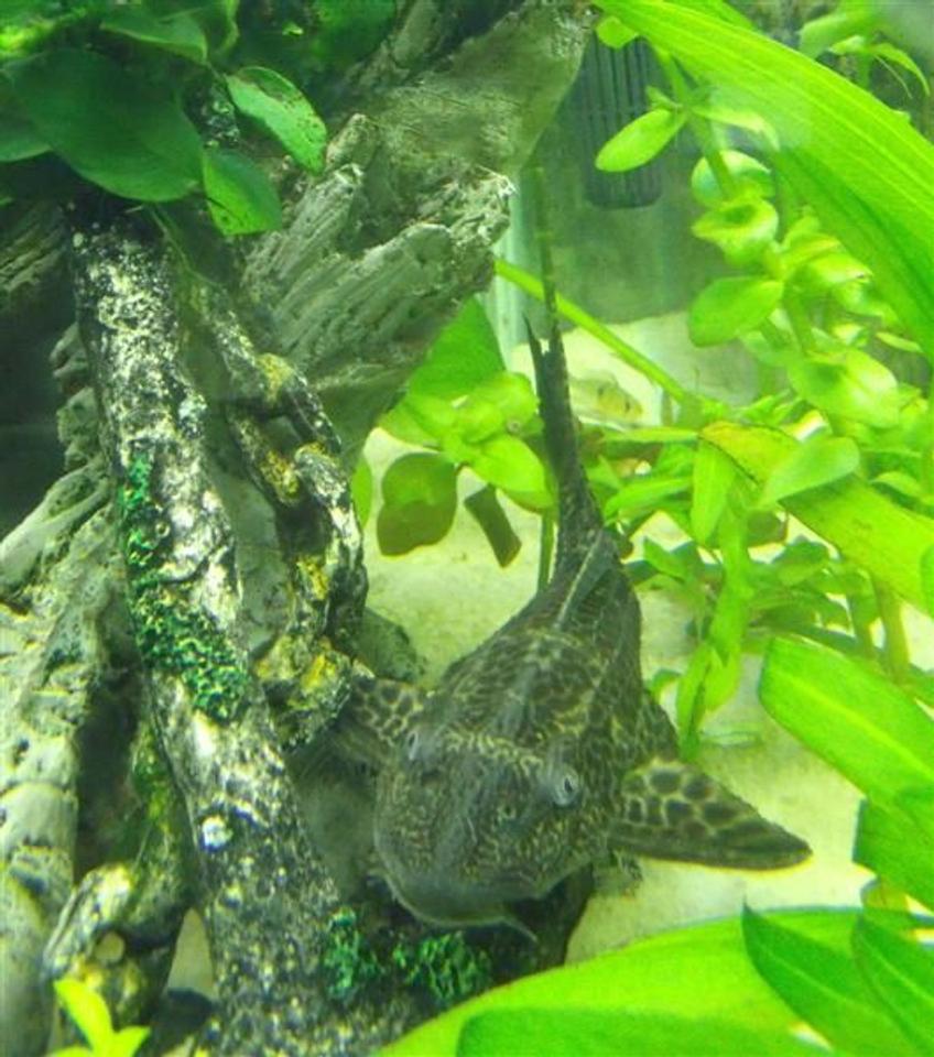 Rated #73: Freshwater Fish - Glyptoperichthys Gibbiceps - Sailfin Pleco (l-83) Stocking In 55 Gallons Tank - Barry the Pleco