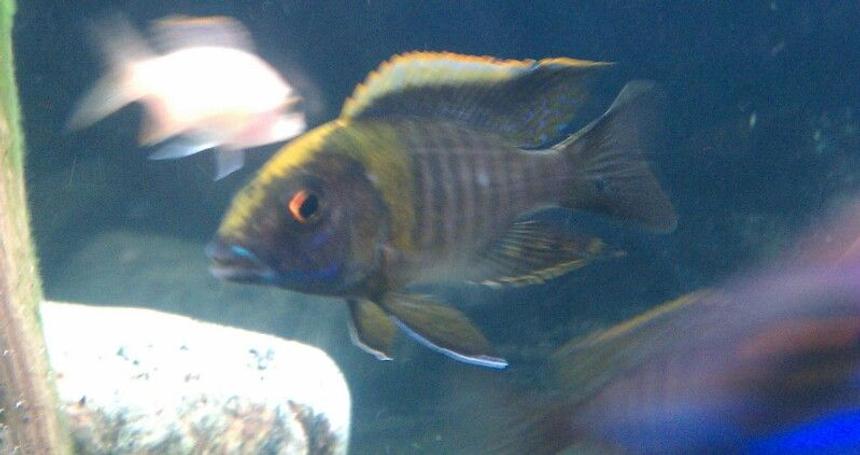 Rated #78: Freshwater Fish - Aulonocara Maylandi - Sulphur Head Peacock Stocking In 60 Gallons Tank - Maylandi sulphurhead sweet!