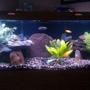 75 gallons freshwater fish tank (mostly fish and non-living decorations) - 75 gal african cichlids