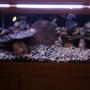 75 gallons freshwater fish tank (mostly fish and non-living decorations) - 3 months ago before plants