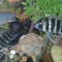 fish tank picture - Young pair of Frontosas