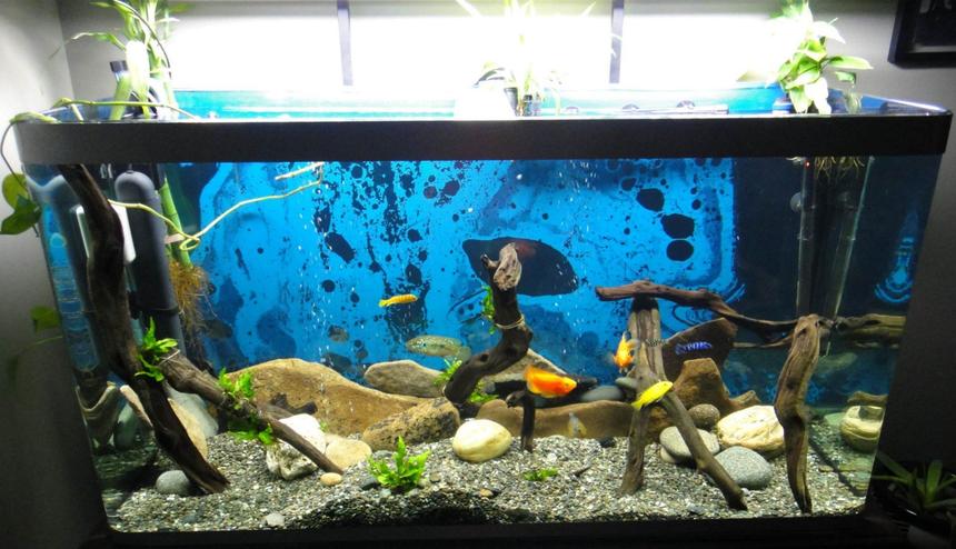 Rated #153: 70 Gallons Freshwater Fish Tank - My 70 Gal Osaka Bent Glass Malawi setup. 3d rock background ordered, then more fishies!