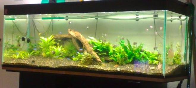 105 gallons planted tank (mostly live plants and fish) - Got No Money No Work, So It Does Not Look So Nice :(