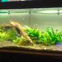 105 gallons planted tank (mostly live plants and fish) - Got No Money No Work, So It Does Not Look So Nice :(