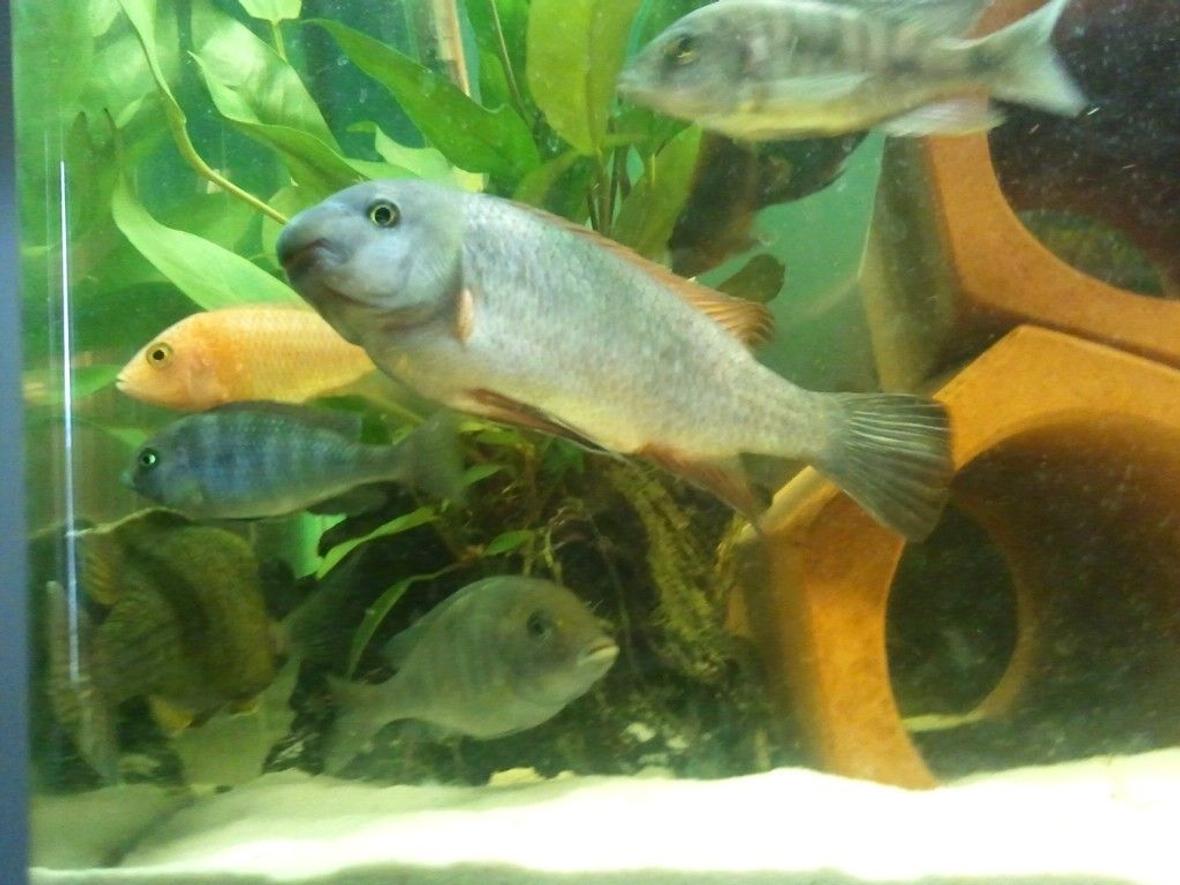 freshwater fish - cyrtocara moorii - moorei cichlid stocking in 63 gallons tank - blue mooriis fuelleborni and peacocks