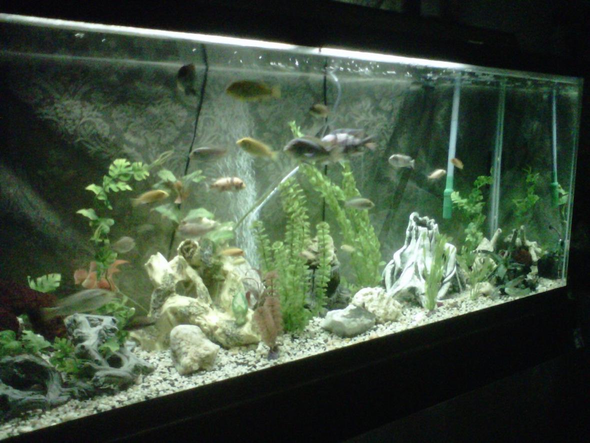 120 gallons freshwater fish tank (mostly fish and non-living decorations) - african cichlid 120g tank