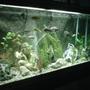 120 gallons freshwater fish tank (mostly fish and non-living decorations) - african cichlid 120g tank
