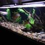 350 gallons freshwater fish tank (mostly fish and non-living decorations) - 350 gallon South American