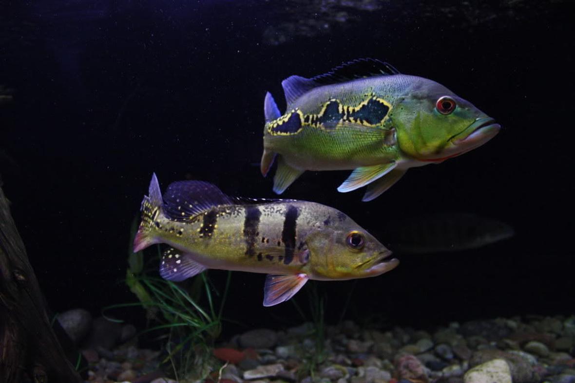 freshwater fish - cichla orinocensis - orinoco peacock bass stocking in 350 gallons tank - Cichla Orinocensis and Kelberi