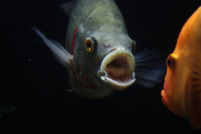 freshwater fish - astronotus ocellatus - red oscar stocking in 350 gallons tank - Oscar and Red Devil fight