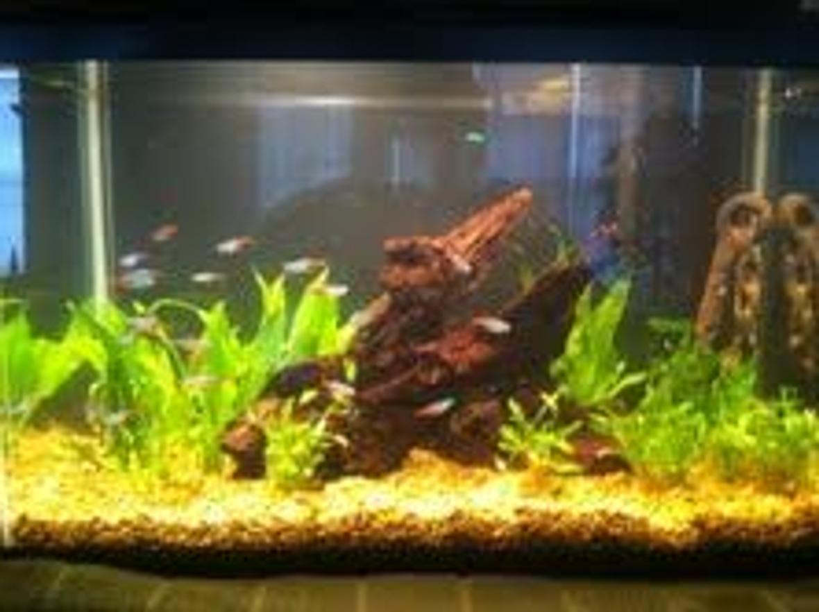 10 gallons planted tank (mostly live plants and fish) - Amazon Theme tank, Cardinals, Neons, Cory cats