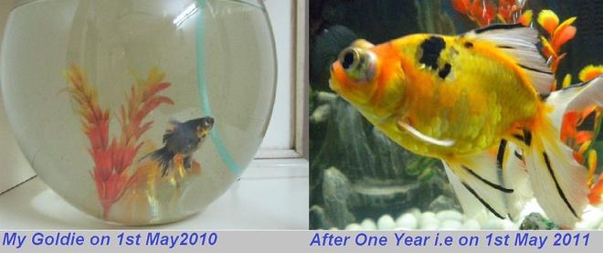 58 gallons freshwater fish tank (mostly fish and non-living decorations) - Goldiiiiiiiii