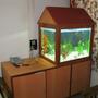 58 gallons freshwater fish tank (mostly fish and non-living decorations) - My fish tank