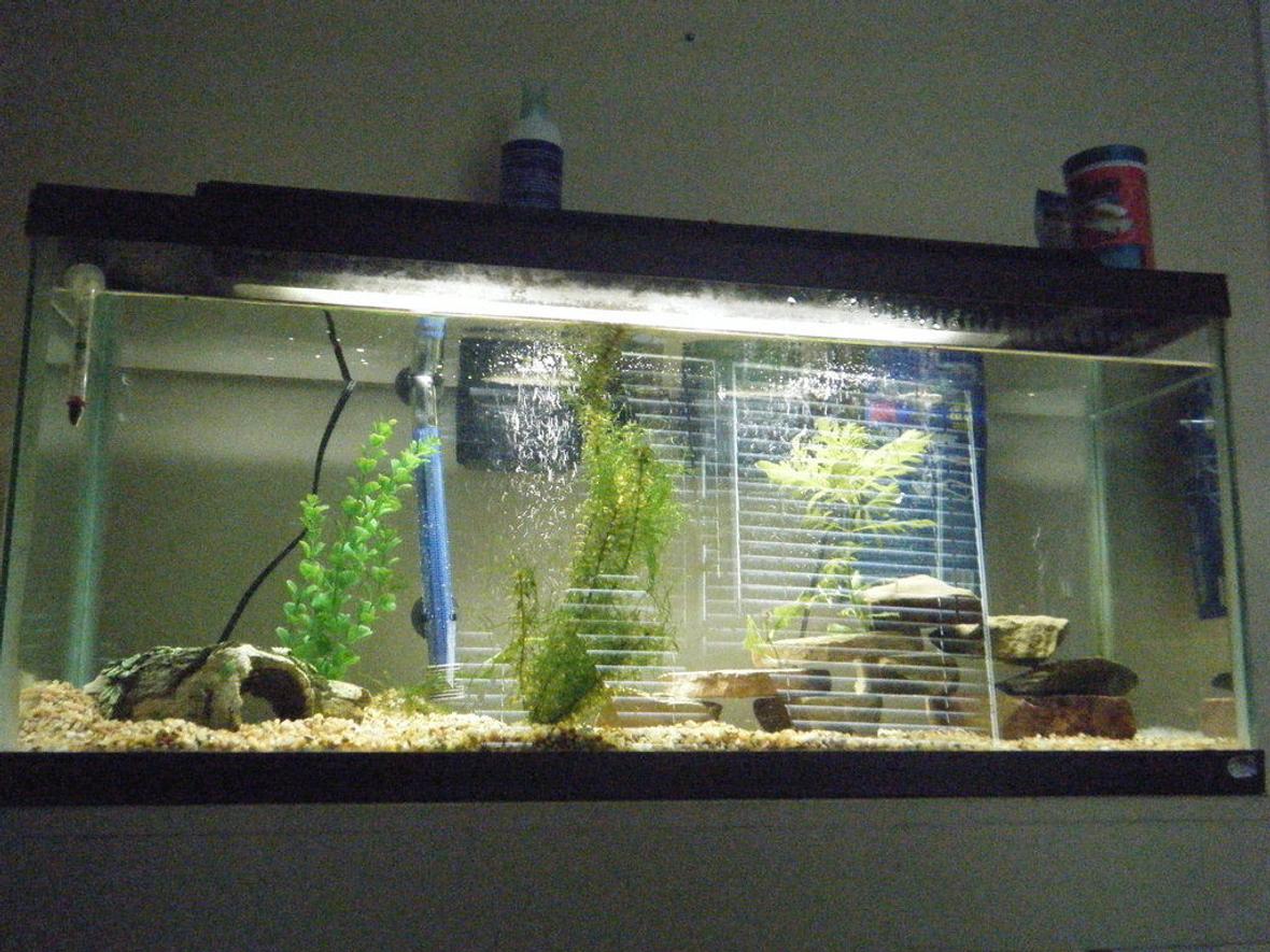 fish tank picture - 55 Gallon Starter, 2 HOB filters one 60 gallon top fin and a standard 10 gallon, 300 watt heater, thermometer, 5 convicts and 1 green terror
