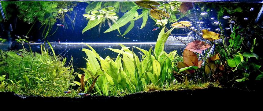Rated #41: Planted Tank - my 20g home entertaining system
