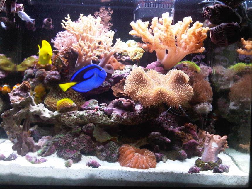Rated #32: 34 Gallons Reef Tank - After 14 Months