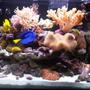 34 gallons reef tank (mostly live coral and fish) - After 14 Months