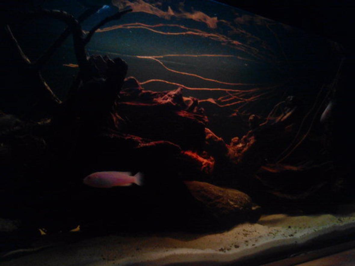 20 gallons freshwater fish tank (mostly fish and non-living decorations) - black water biotope.