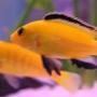 freshwater fish - labidochromis caeruleus - electric yellow cichlid stocking in 50 gallons tank - labs